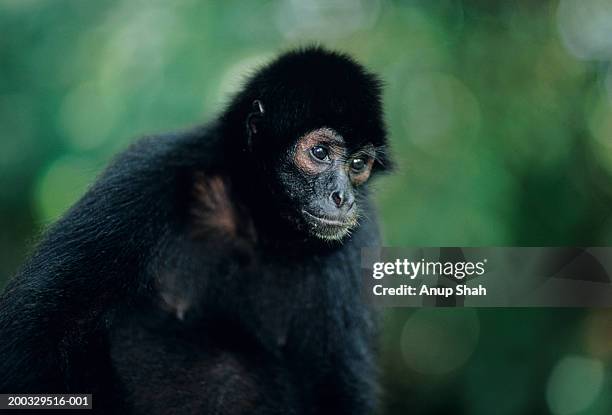 spider monkey (ateles paniscus), close-up - macaco aranha - fotografias e filmes do acervo