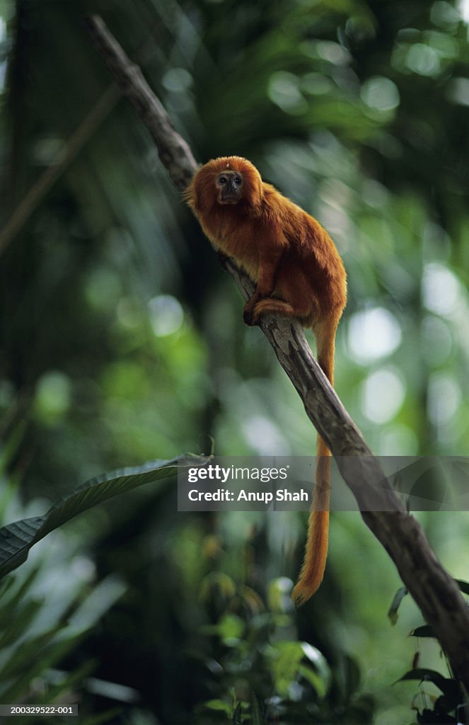Golden lion tamarin (Leontopithecus rosalia) sitting on branch