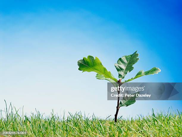 oak (quercus sp.) sapling, close up - oaks day 個照片及圖片檔