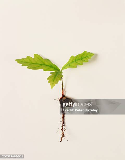 oak (quercus sp.) seedling showing acorn and root, close up - origins stock-fotos und bilder