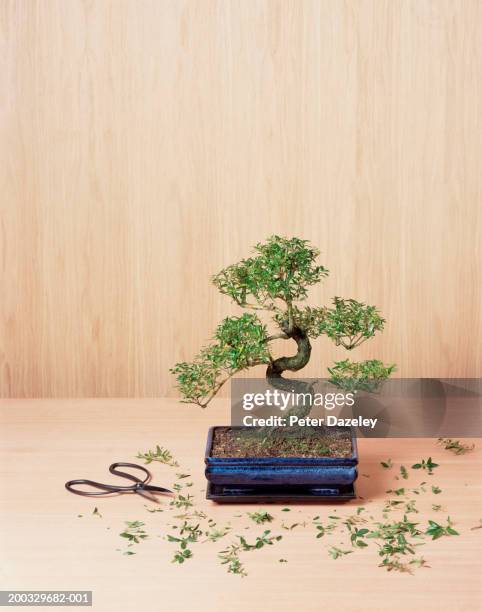 bonsai tree with trimmings and clippers - bonsai stock-fotos und bilder
