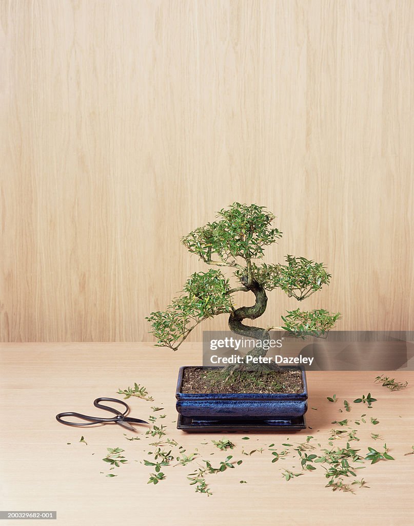 Bonsai tree with trimmings and clippers