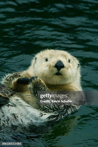 sea otter (enhydra lutris) floating on back in water (captive animal) - lontra foto e immagini stock