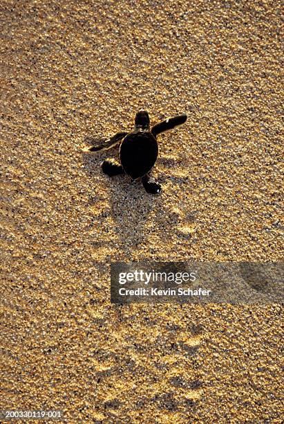 baby green turtle (chelonia mydas) crawling on sand, overhead view - turtle walking stock pictures, royalty-free photos & images
