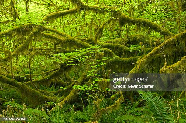 usa, washington, olympic national park, hoh rain forest - hoh rainforest stock pictures, royalty-free photos & images