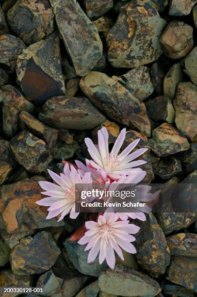 Bitter Roots Photos and Premium High Res Pictures - Getty Images