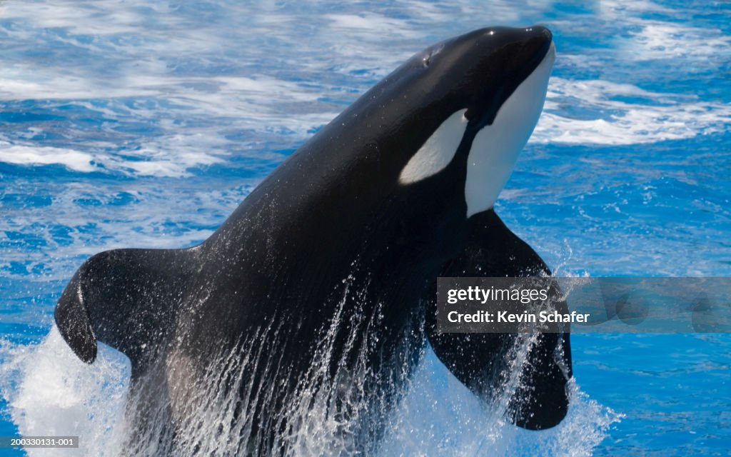 Killer Whales (Orcinus orca) breaching water (Captive animal)