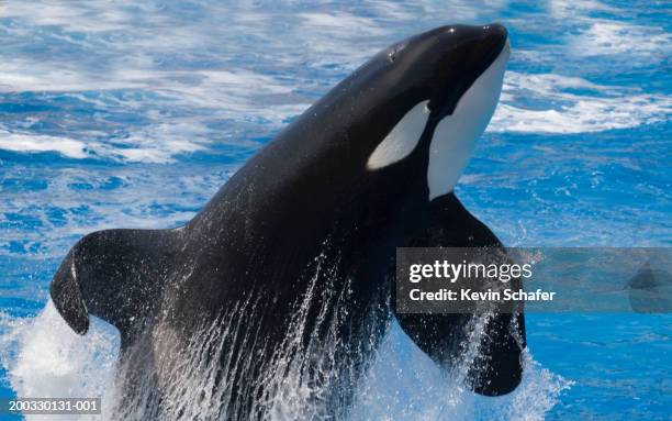 killer whales (orcinus orca) breaching water (captive animal) - killer whale stock pictures, royalty-free photos & images