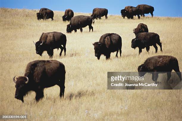 bison (bison bison) grazing on prairie - great plains stock pictures, royalty-free photos & images