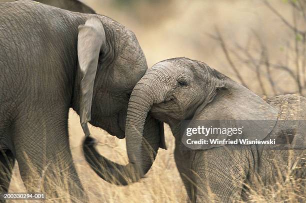 two young elephants (loxodonta africana) nuzzling each other - nuzzling stockfoto's en -beelden