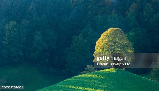 switzerland, bernese oberland, lone tree on hill - árvore isolada - fotografias e filmes do acervo