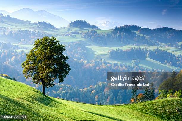 switzerland, bernese oberland, tree on hillside near thun - valley fotografías e imágenes de stock