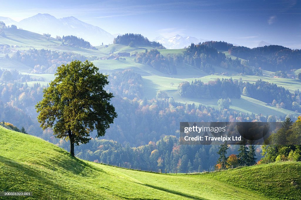 Switzerland, Bernese Oberland, tree on hillside near Thun