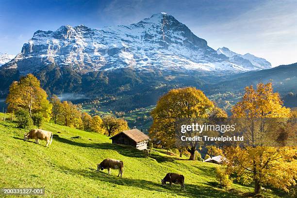 switzerland, bernese oberland, grindelwald, cows by huts - alpi svizzere foto e immagini stock