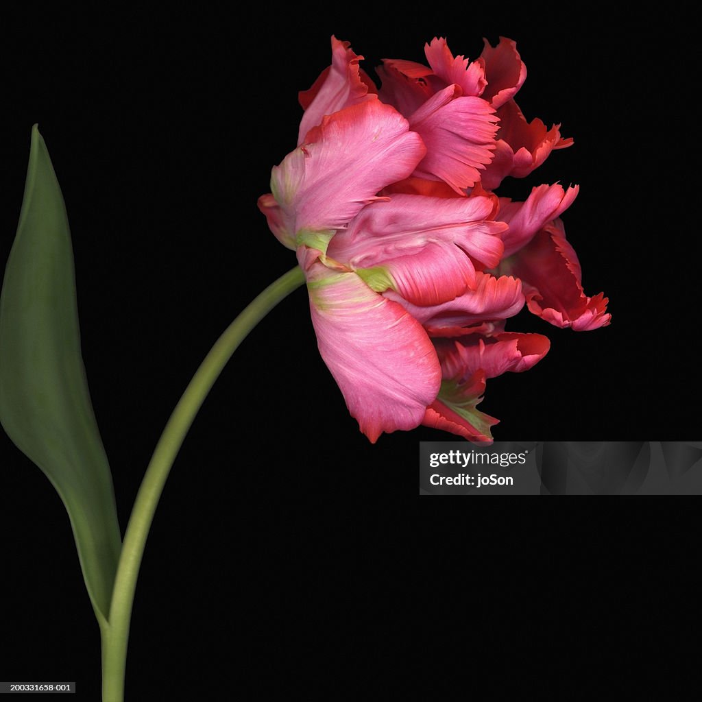 Red flame tulip (Tulipa sp), side view