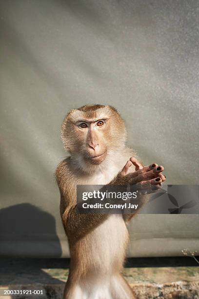 Animal Clapping Animal Clapping Photos and Premium High Res Pictures - Getty Images
