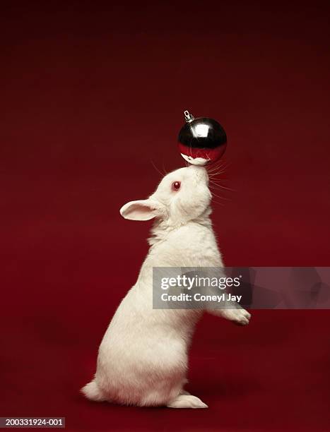2,609 The Scarlet Bunny Stock Photos, High-Res Pictures, and Images ...