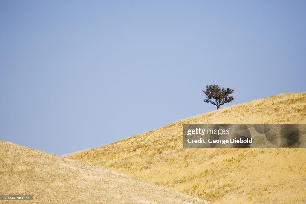 Tree on hilltop