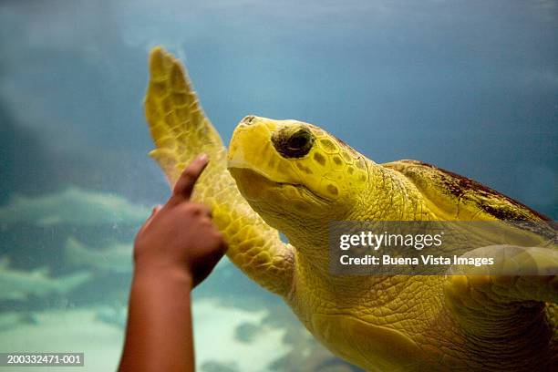 girl (8-10) pointing at sea turtle (cheloniidae family) in aquarium - new york aquarium on coney island stock pictures, royalty-free photos & images
