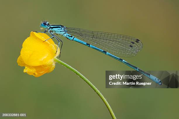 azure damselfly (coenagrion puella) resting on flower, close up - damselfly stock pictures, royalty-free photos & images