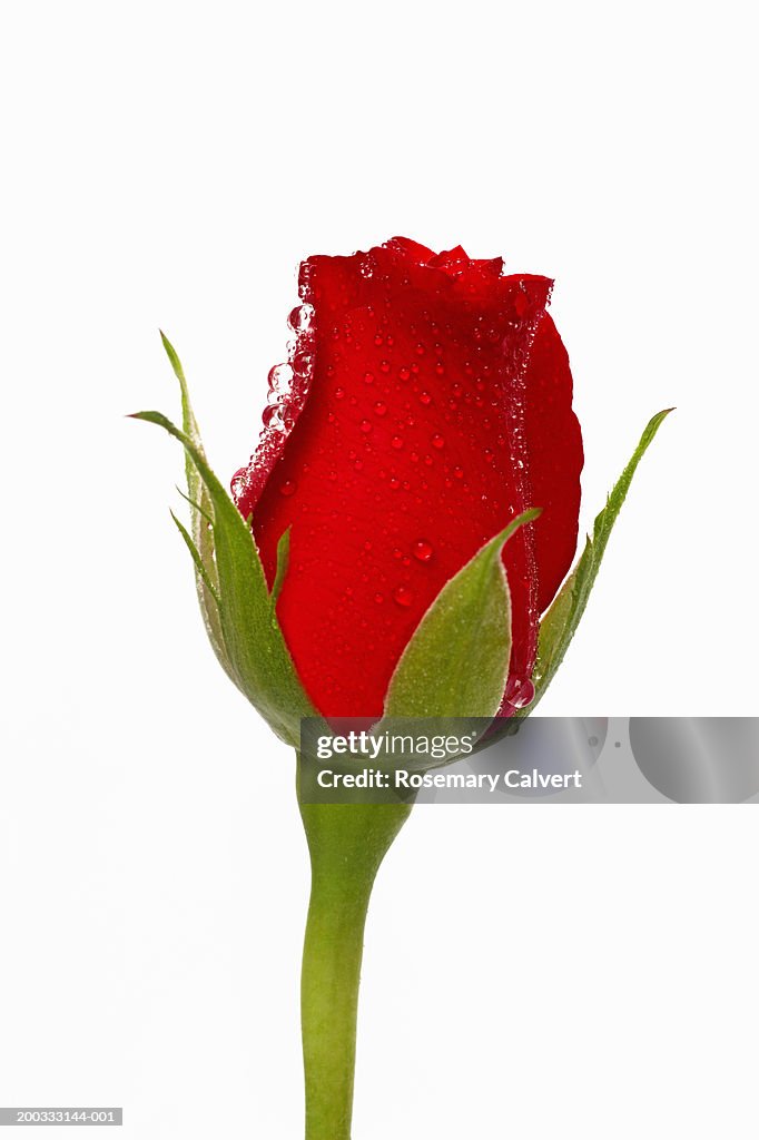 Velecting Roses Single Single Red Rose With Water Drops