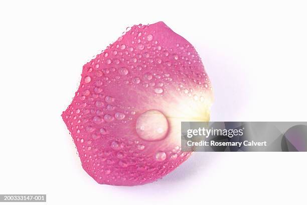 water drops on pink rose petal, close-up - rose petal fotografías e imágenes de stock