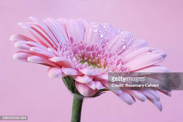 water drops on pink gerbera (gerbera sp.), close-up - gerbera daisy stock pictures, royalty-free photos & images
