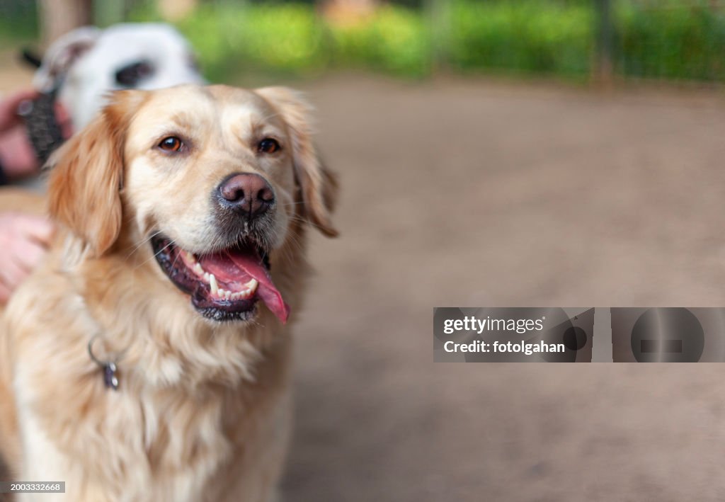 Golden retriever