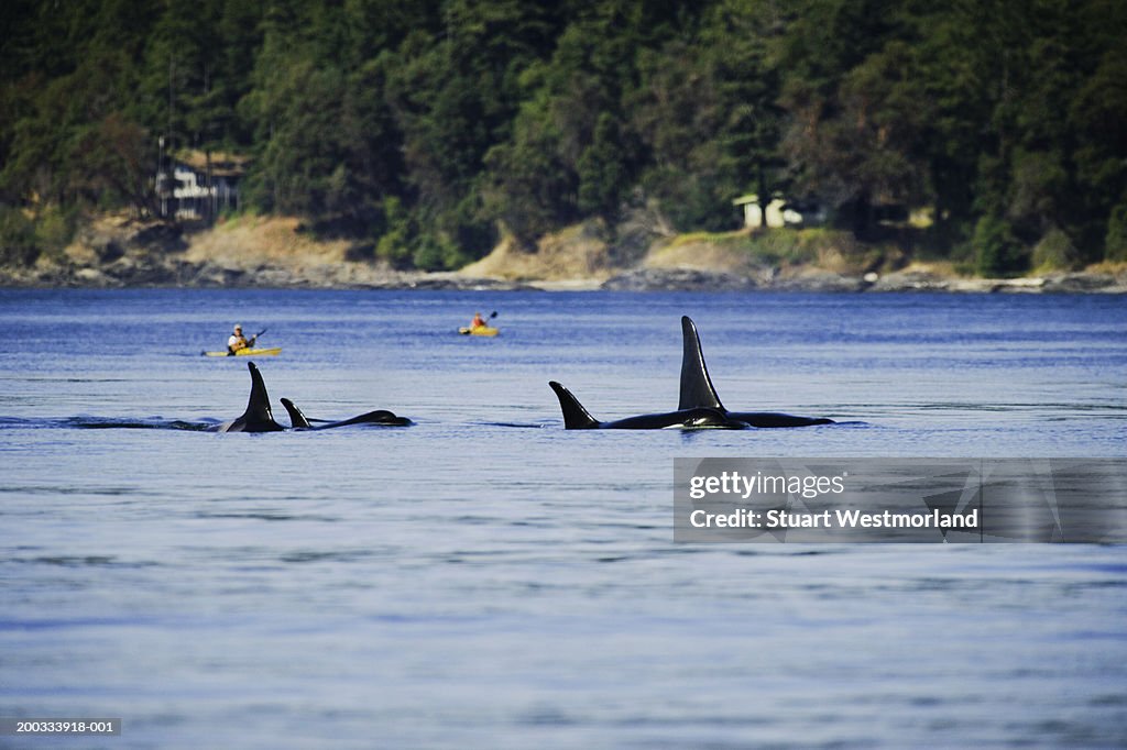 Orca Killer Whales (Orcinus orca) breaching water near kayakers