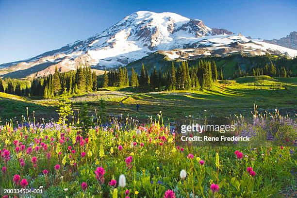 usa, washington, mt. rainier national park, wildflowers and hiker - mt rainier stock pictures, royalty-free photos & images