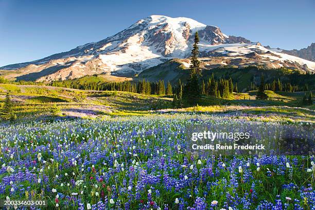 usa, washington, mt. rainier national park, field with wildflowers - mt rainier national park stock pictures, royalty-free photos & images