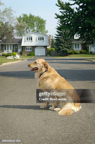 golden retriever sitting in road, side view - golden retriever stock pictures, royalty-free photos & images