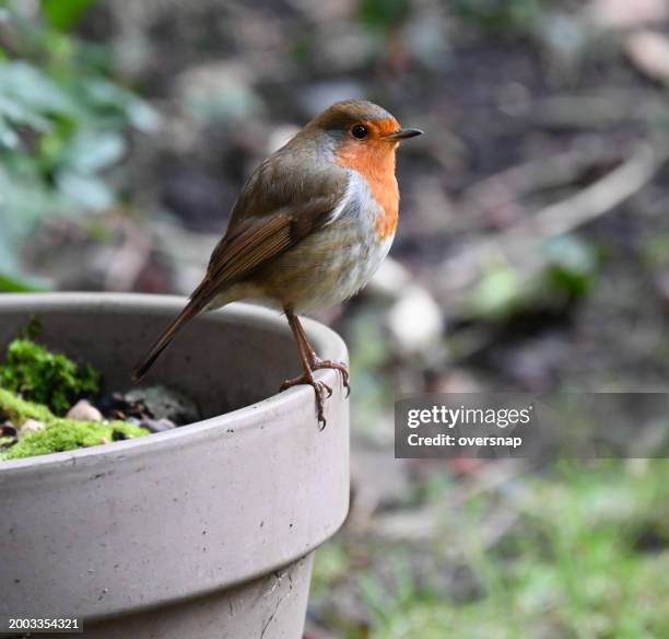 garden sentinel - wood handle stock pictures, royalty-free photos & images