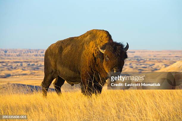 young bison bull standing in grass, autumn - amerikaanse bizon stockfoto's en -beelden