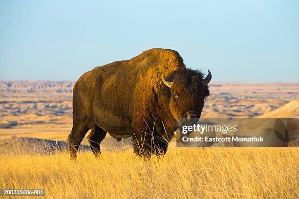 young bison bull standing in grass, autumn - american buffalo stock pictures, royalty-free photos & images