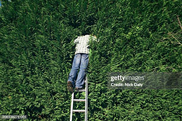 young man standing on ladder looking into hedge, rear view - jardin haie photos et images de collection