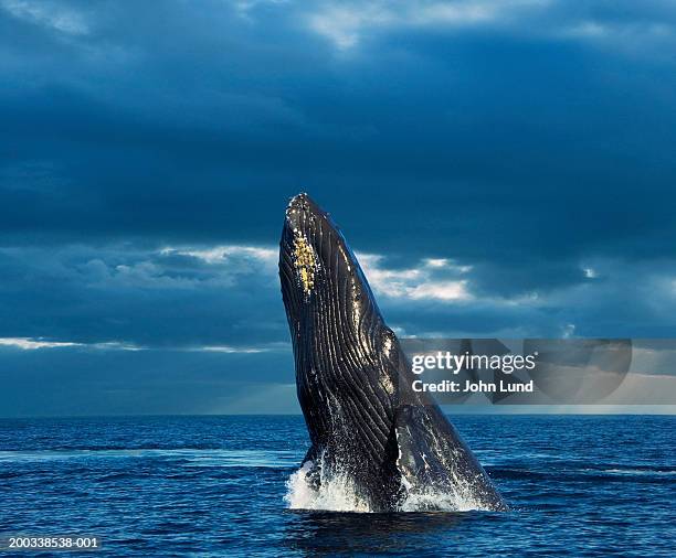 Breaching Breaching Whales Photos and Premium High Res Pictures - Getty Images