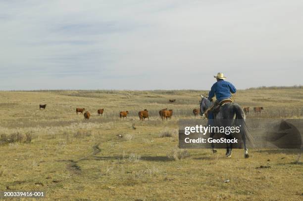 canada, alberta, cowboy herding cattle on horse, rear view - conduzir gado imagens e fotografias de stock