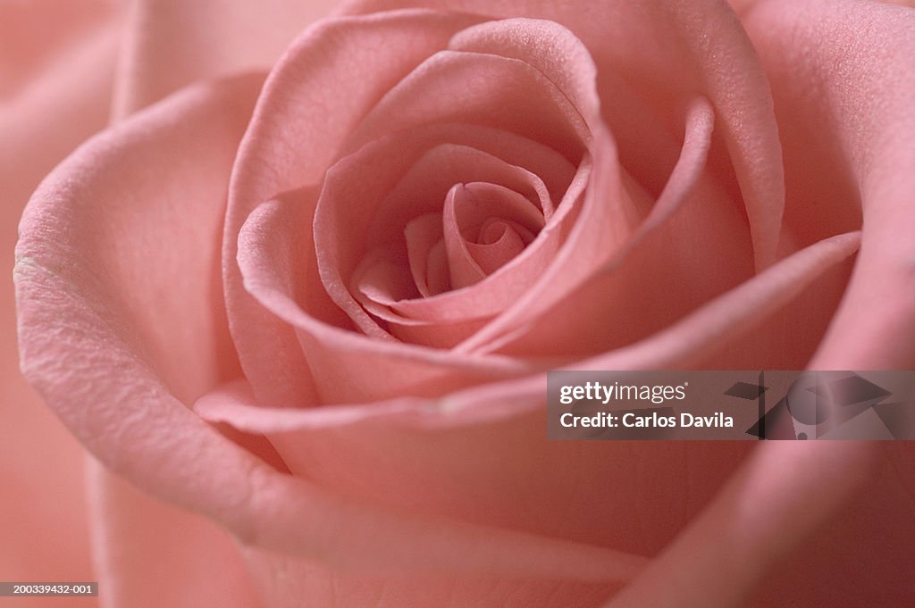 Pink rose, 'Pink parfait' variety, close-up