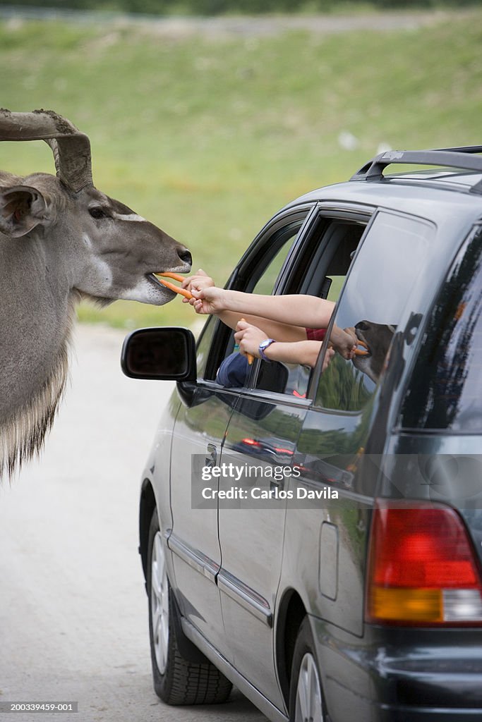 Family in van feeding animal at safari park, rear view