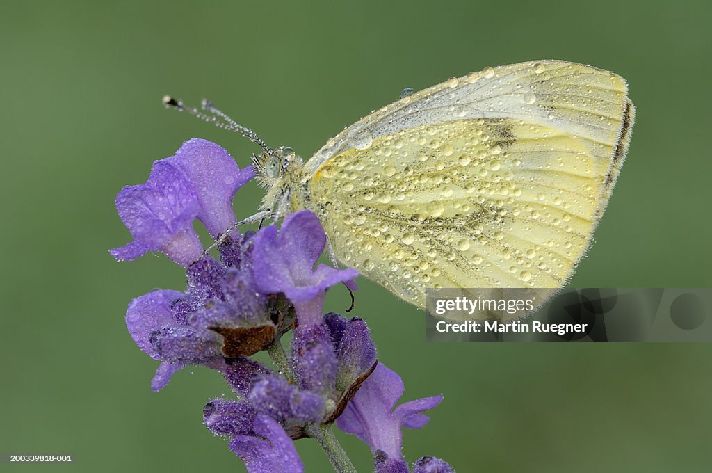 White cabbage garden butterfly (Pieris rapae) on flower