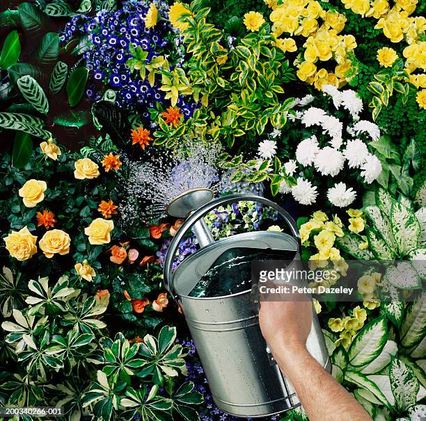 man watering flowers, close-up of hand and watering can - jardinería fotografías e imágenes de stock