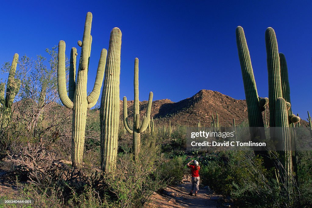 USA, Arizona, Saguaro National Park, girl (13-15) photographing cactus