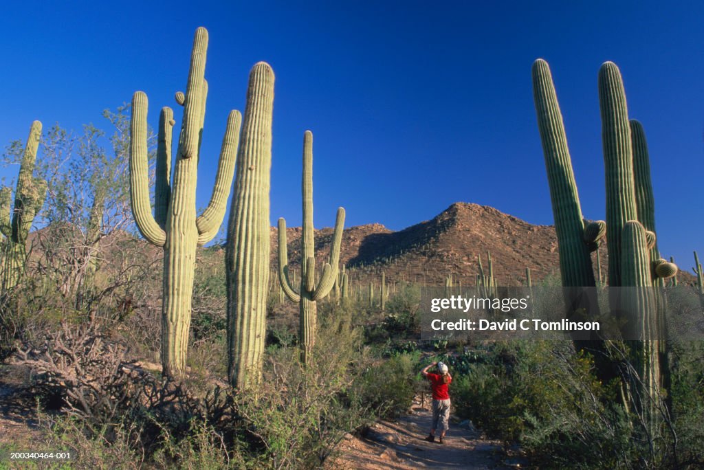 USA, Arizona, Saguaro National Park, girl (13-15) photographing cactus