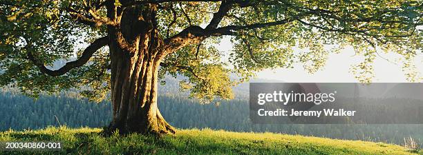 maple tree (acer platanoides), sunset - escena no urbana fotografías e imágenes de stock