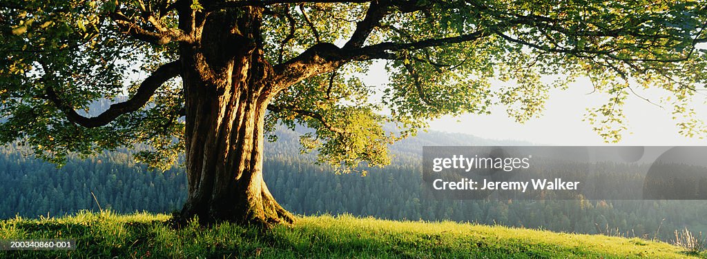 Maple tree (Acer platanoides), sunset