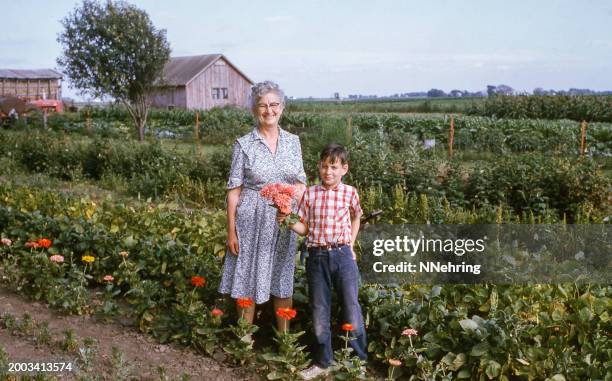 grandmother and grandson picking flowers on farm 1967 - archive farms stock pictures, royalty-free photos & images