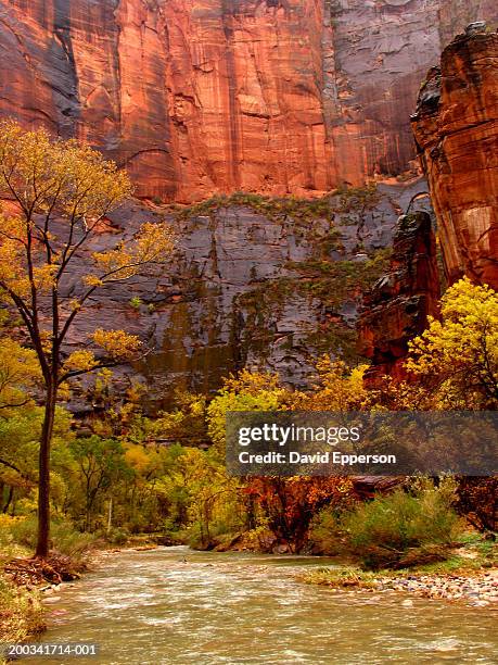 usa, utah, zion np, trees and cliffs along river virgin, autumn - virgin river stockfoto's en -beelden