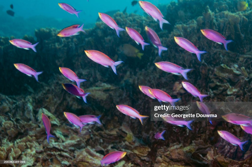 Purple queen anthias (Pseudanthias tuka) feeding in current