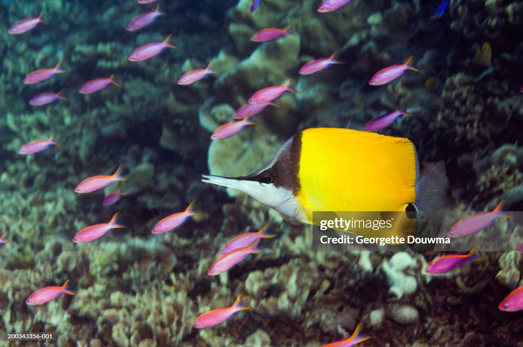 Long-nosed butterflyfish and purple queen anthias (Digital Composite)